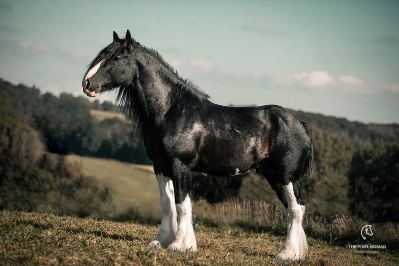 Shire Horse