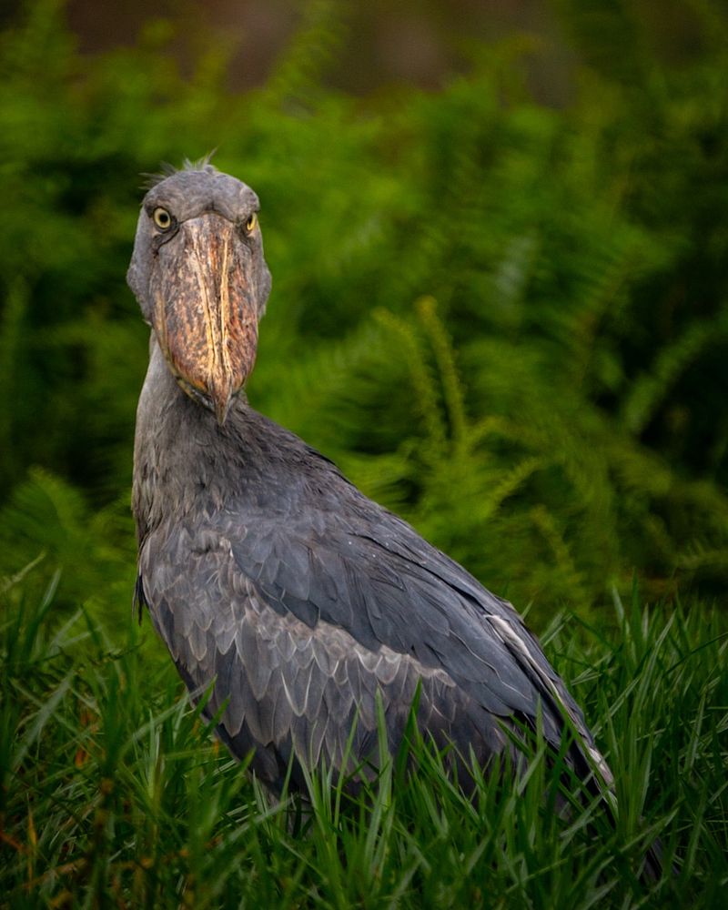 Shoebill