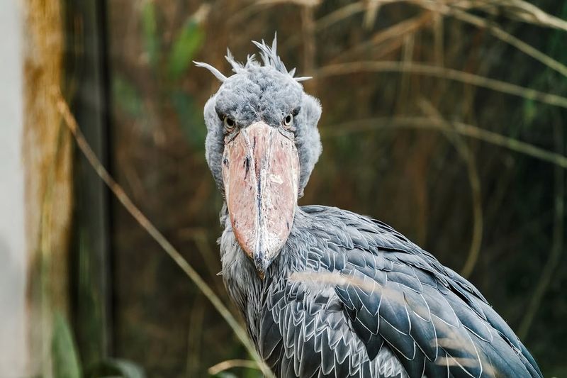 Shoebill Stork