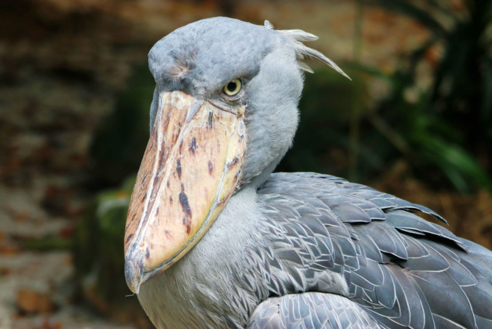 Shoebill Stork