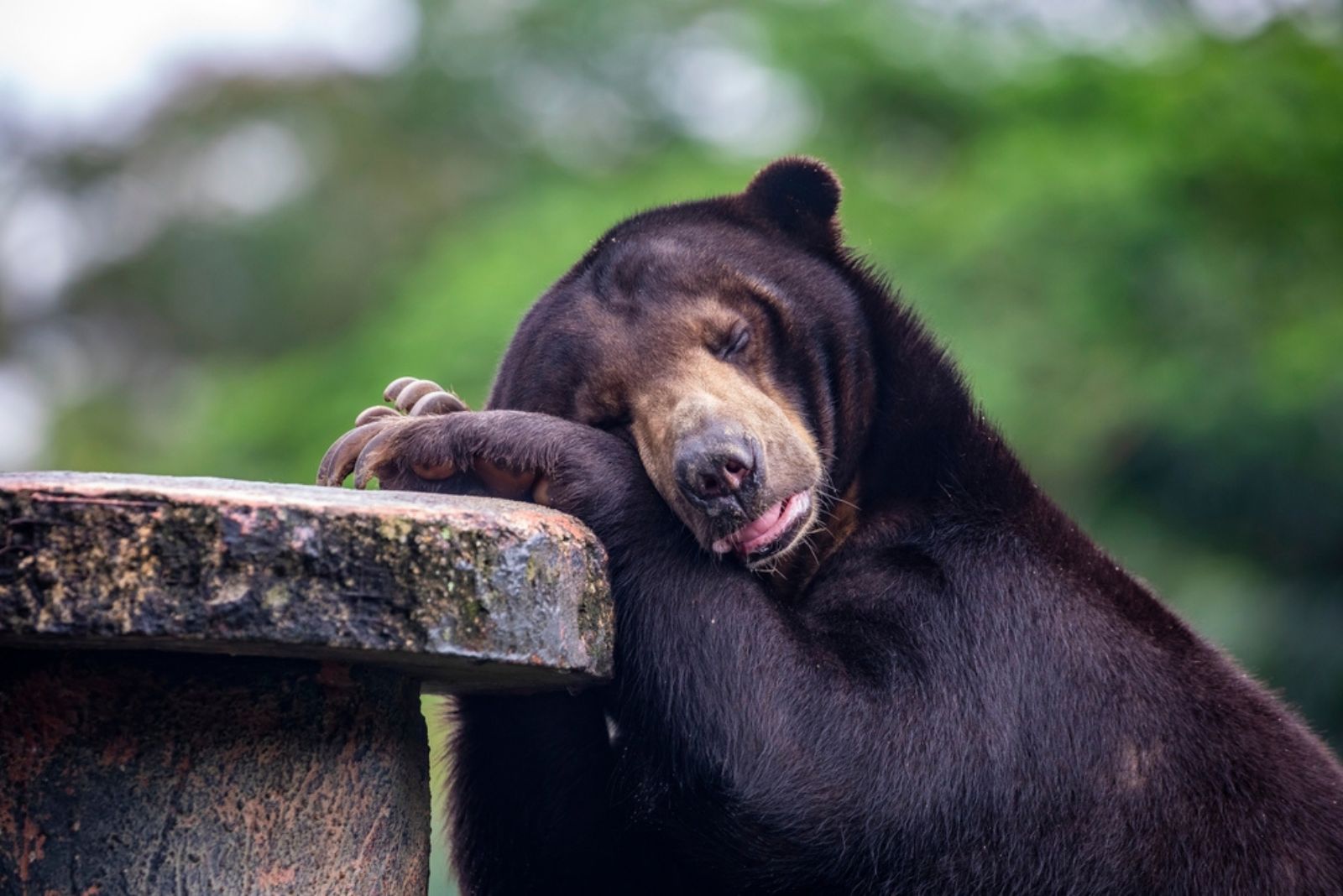 Short-Faced Bear