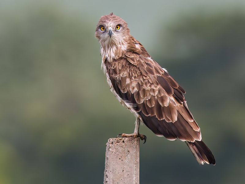 Short-toed Snake Eagle