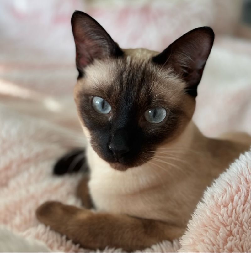 Siamese