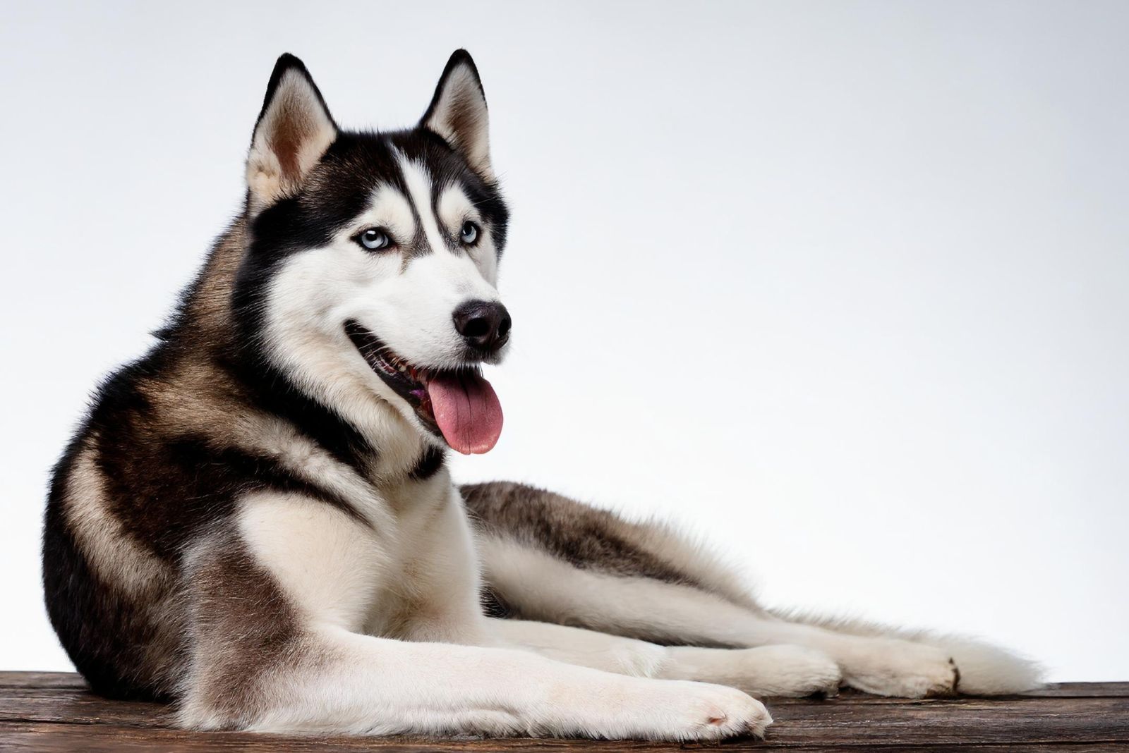 Siberian Husky