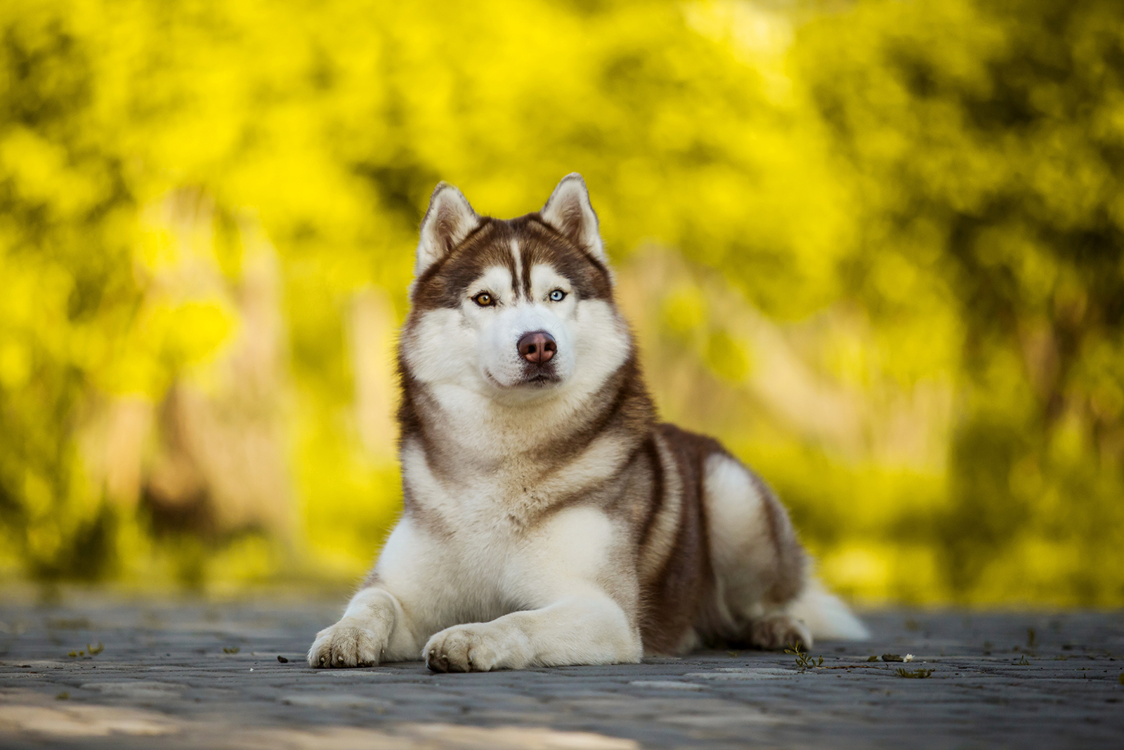 siberian husky