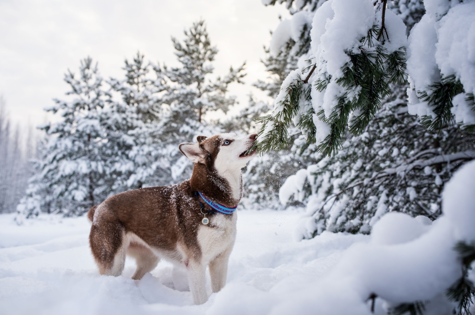 Siberian Husky