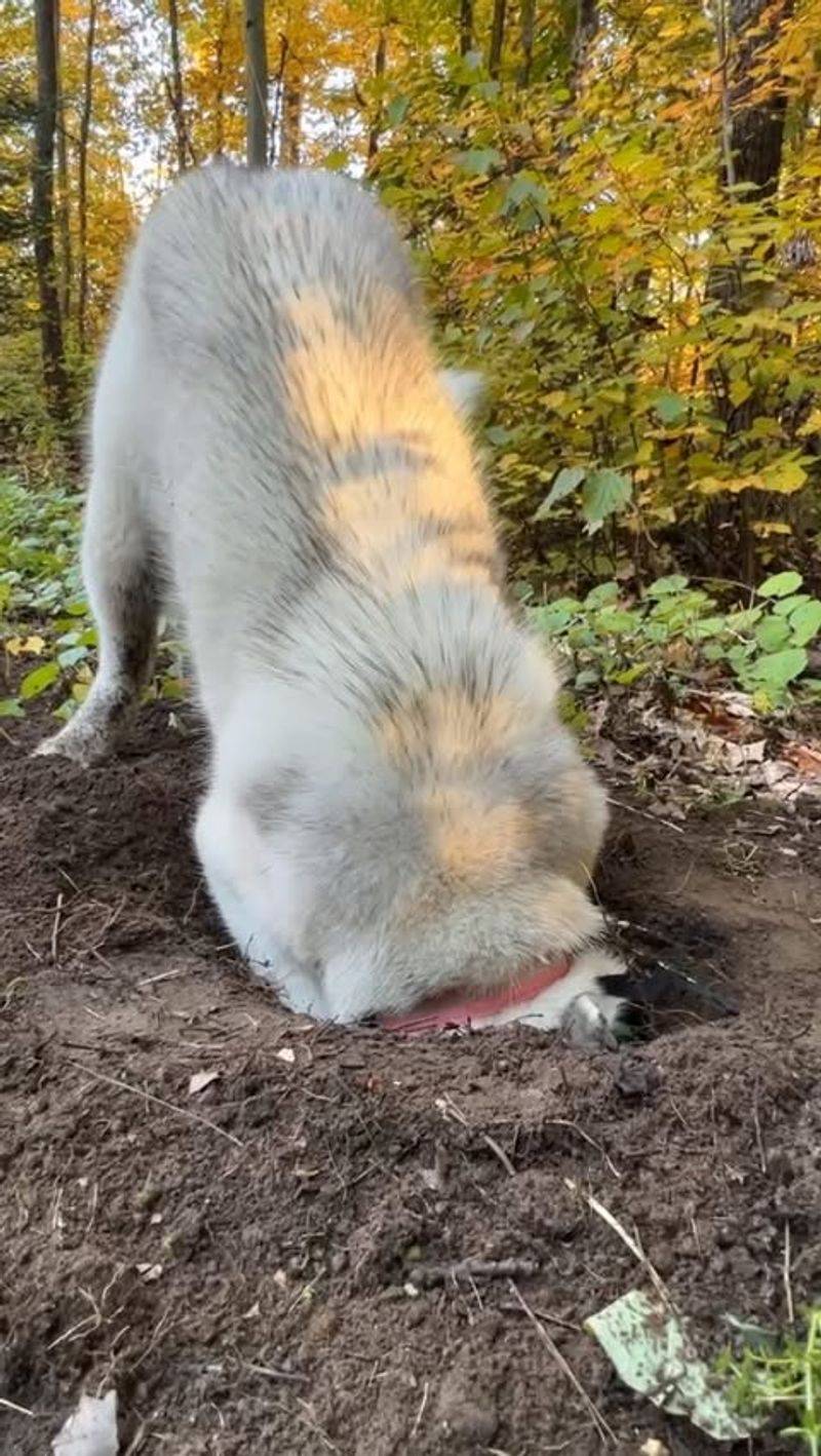 Siberian Husky