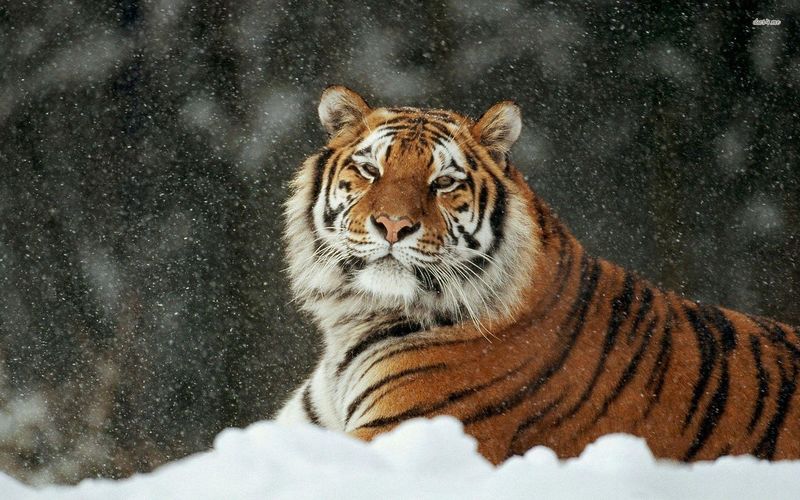 Siberian Tiger