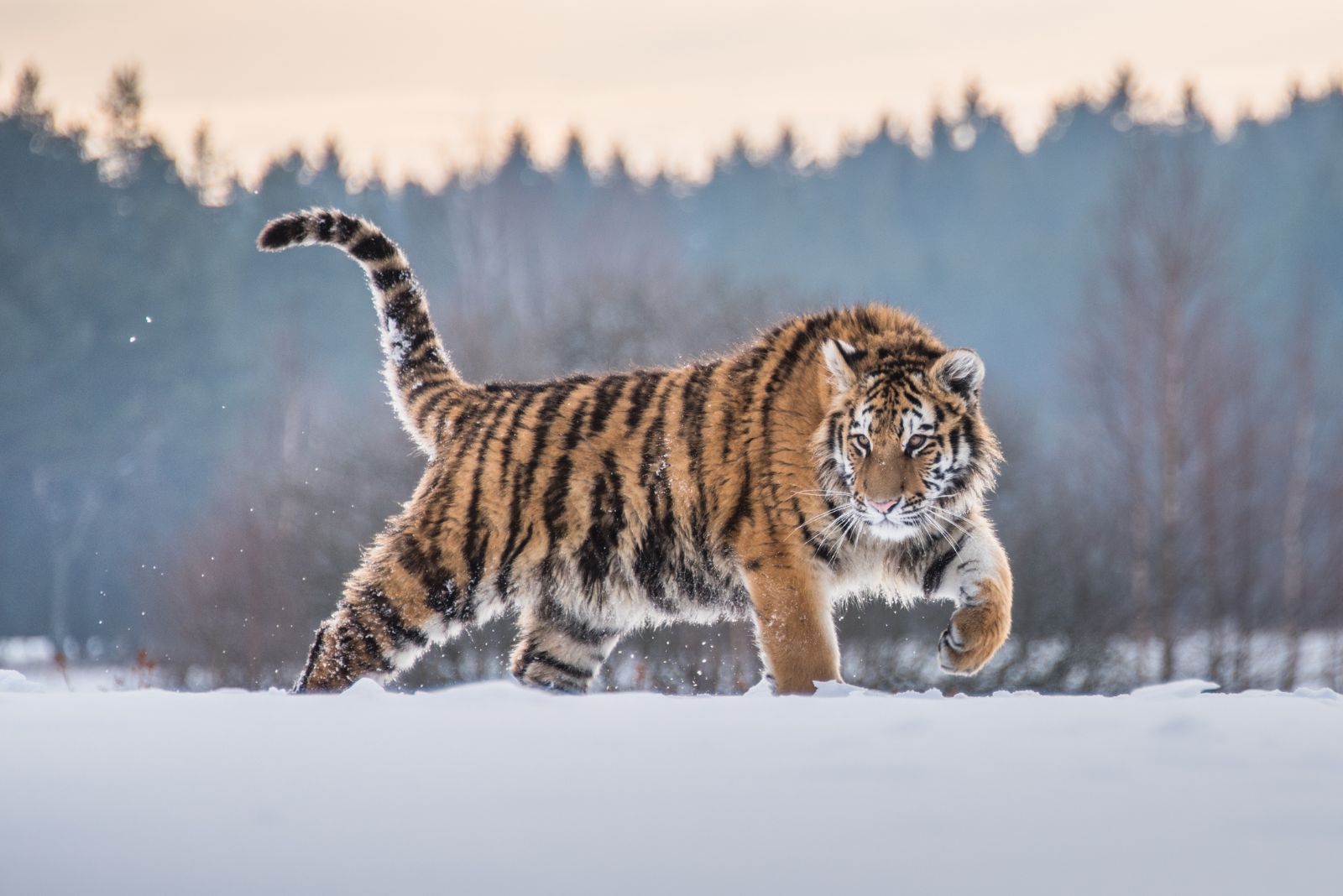 Siberian Tiger