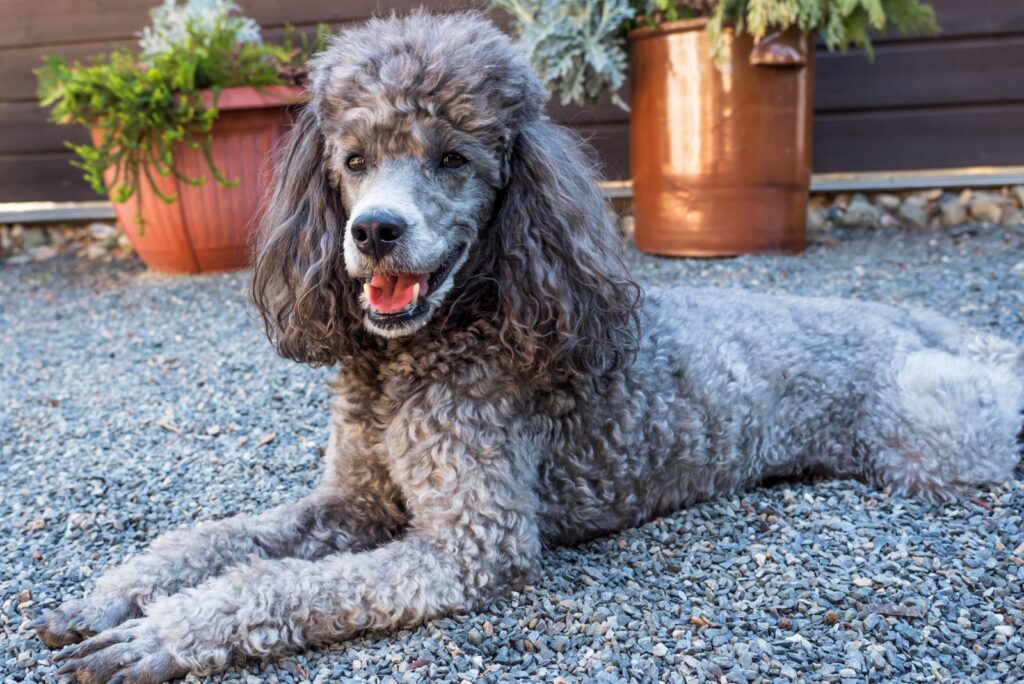 Silver Poodle 