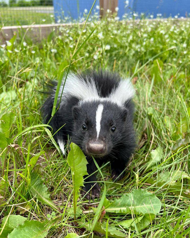 Skunks