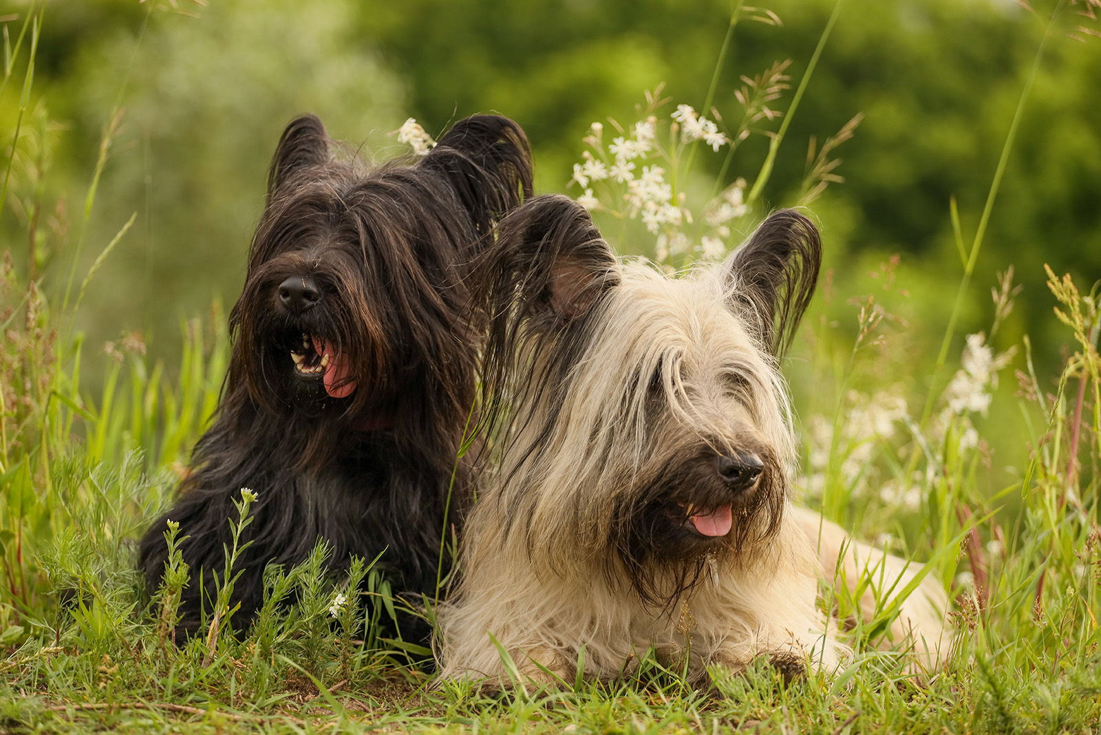 Skye Terrier