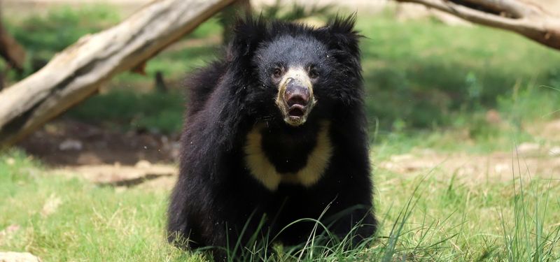 Sloth Bear