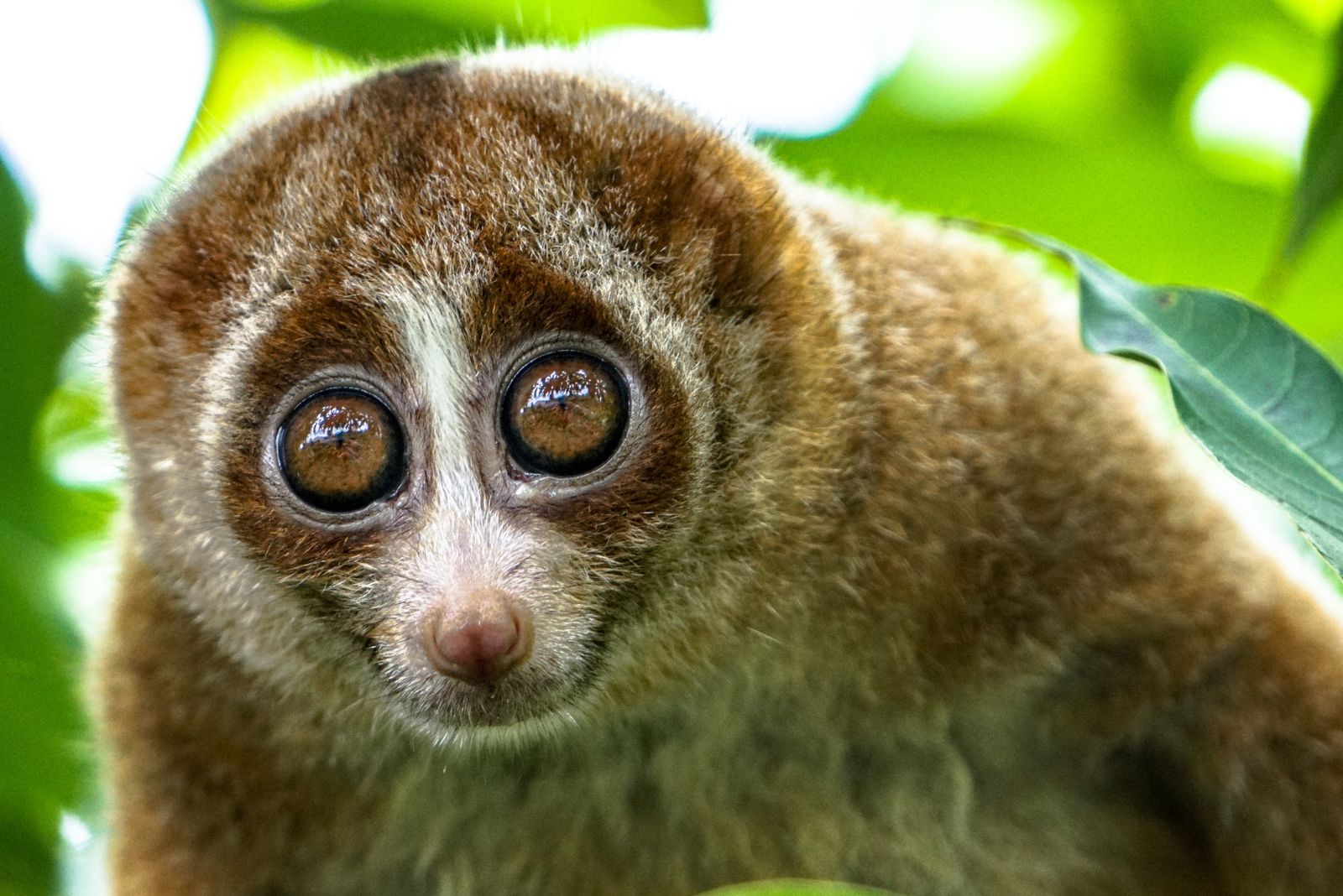 Slow Loris