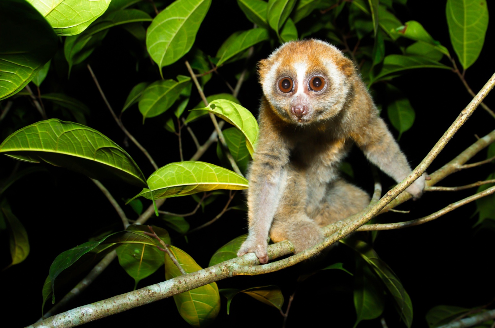 Slow loris