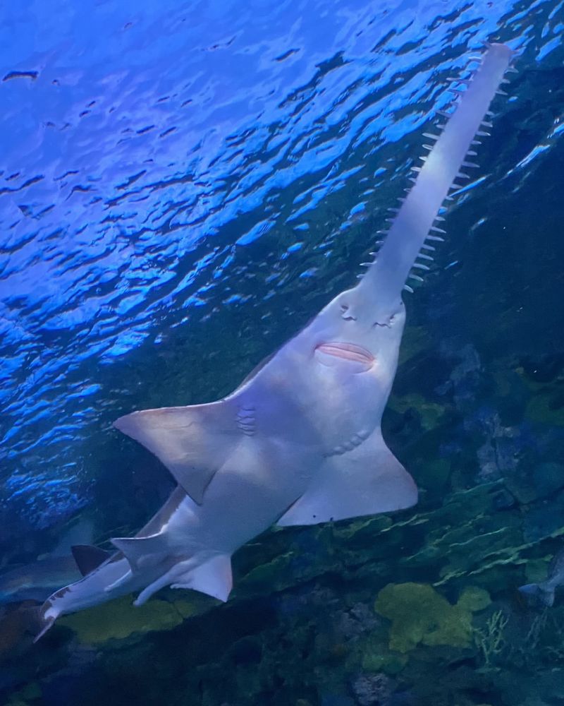 Smalltooth Sawfish