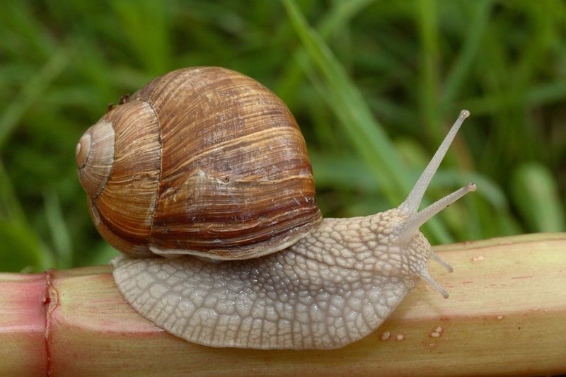 Snail