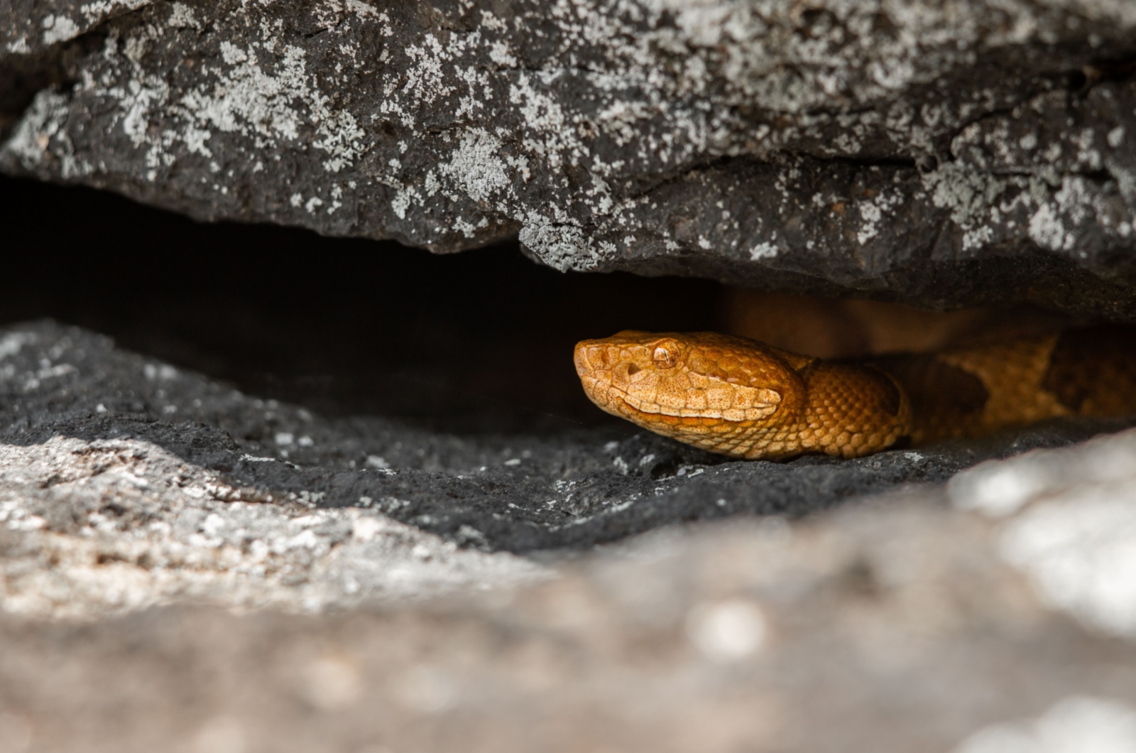 Snake in Rock Crevices