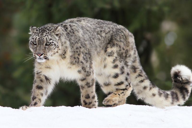 Snow Leopard