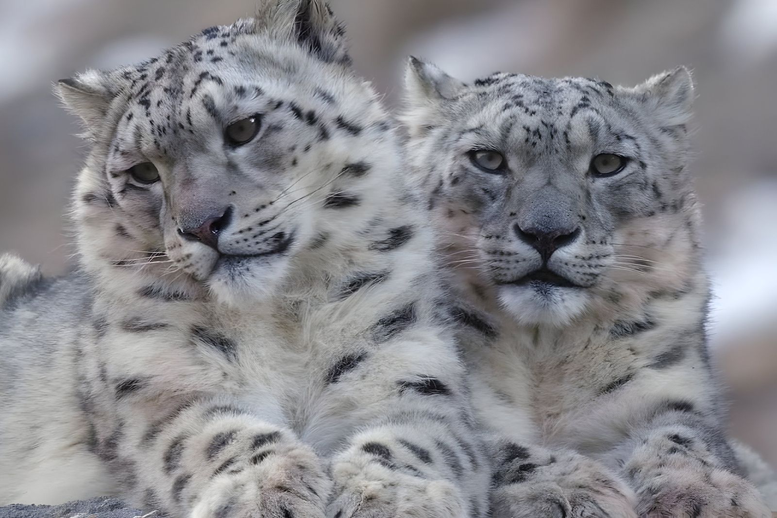 Snow Leopard