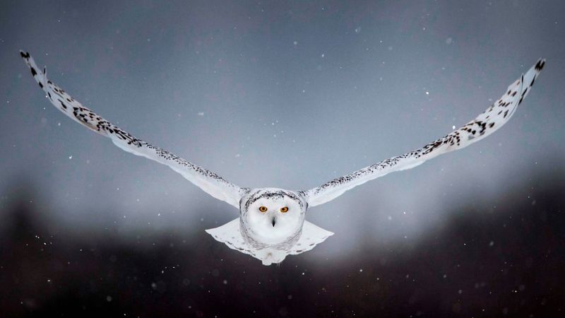 Snowy Owl