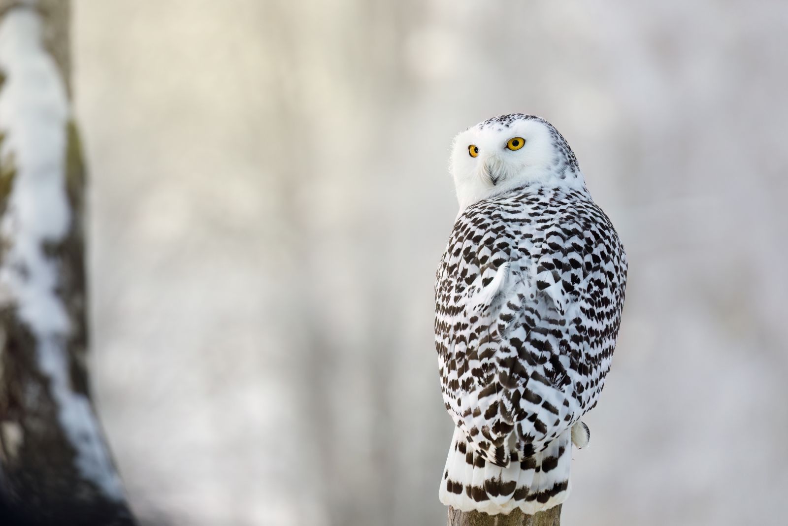 Snowy Owl