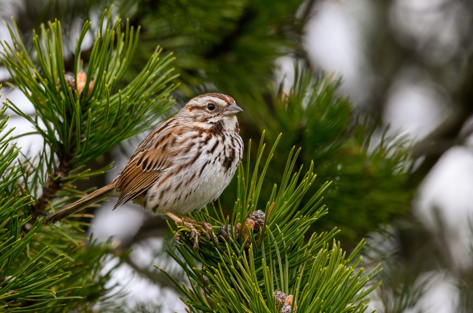 Song Sparrow