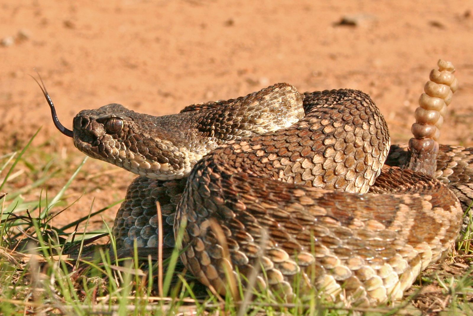 Southern Pacific Rattlesnake