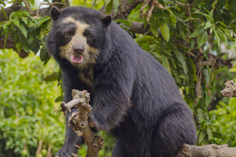 Spectacled Bear