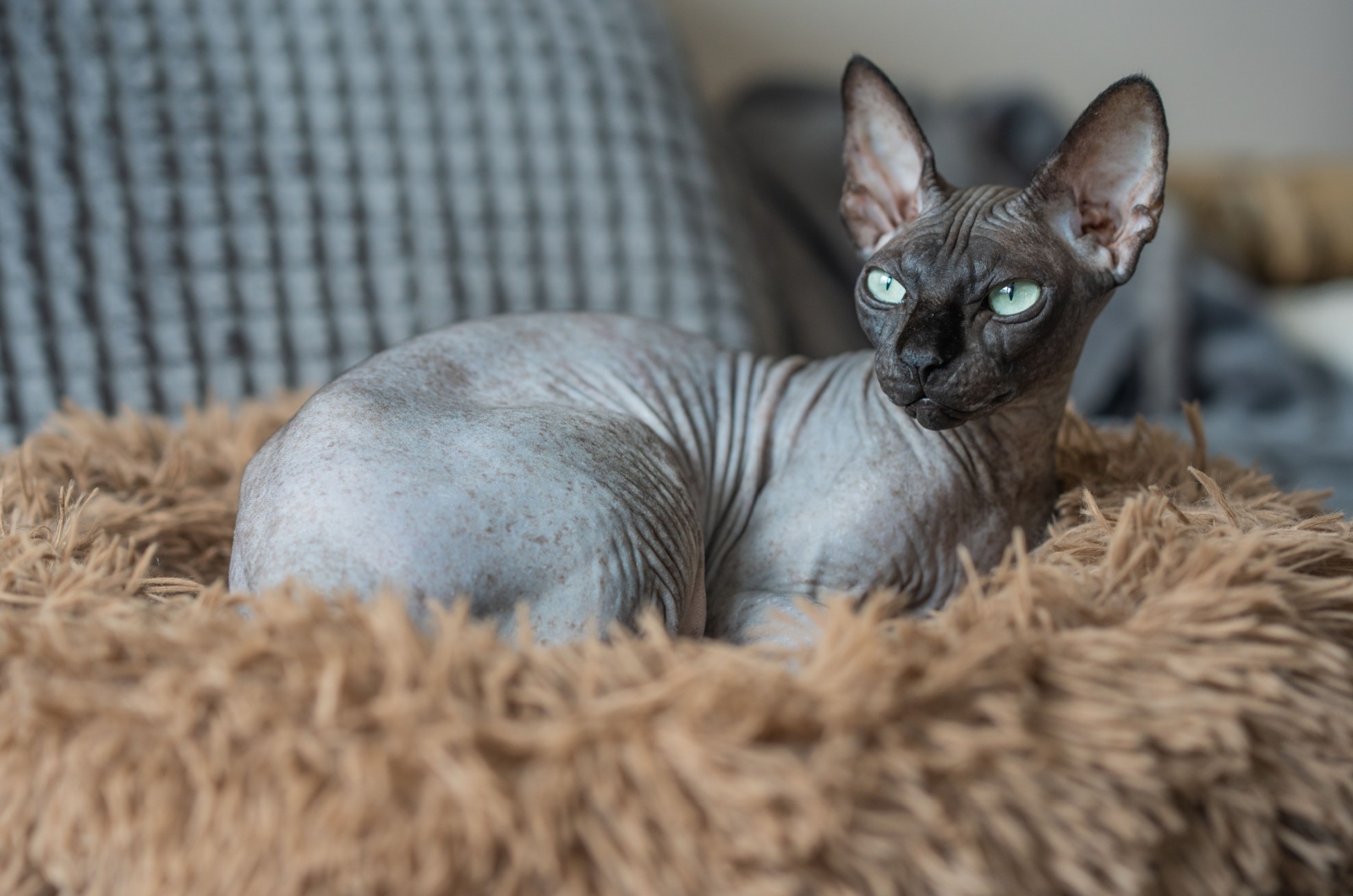 Sphynx Cat