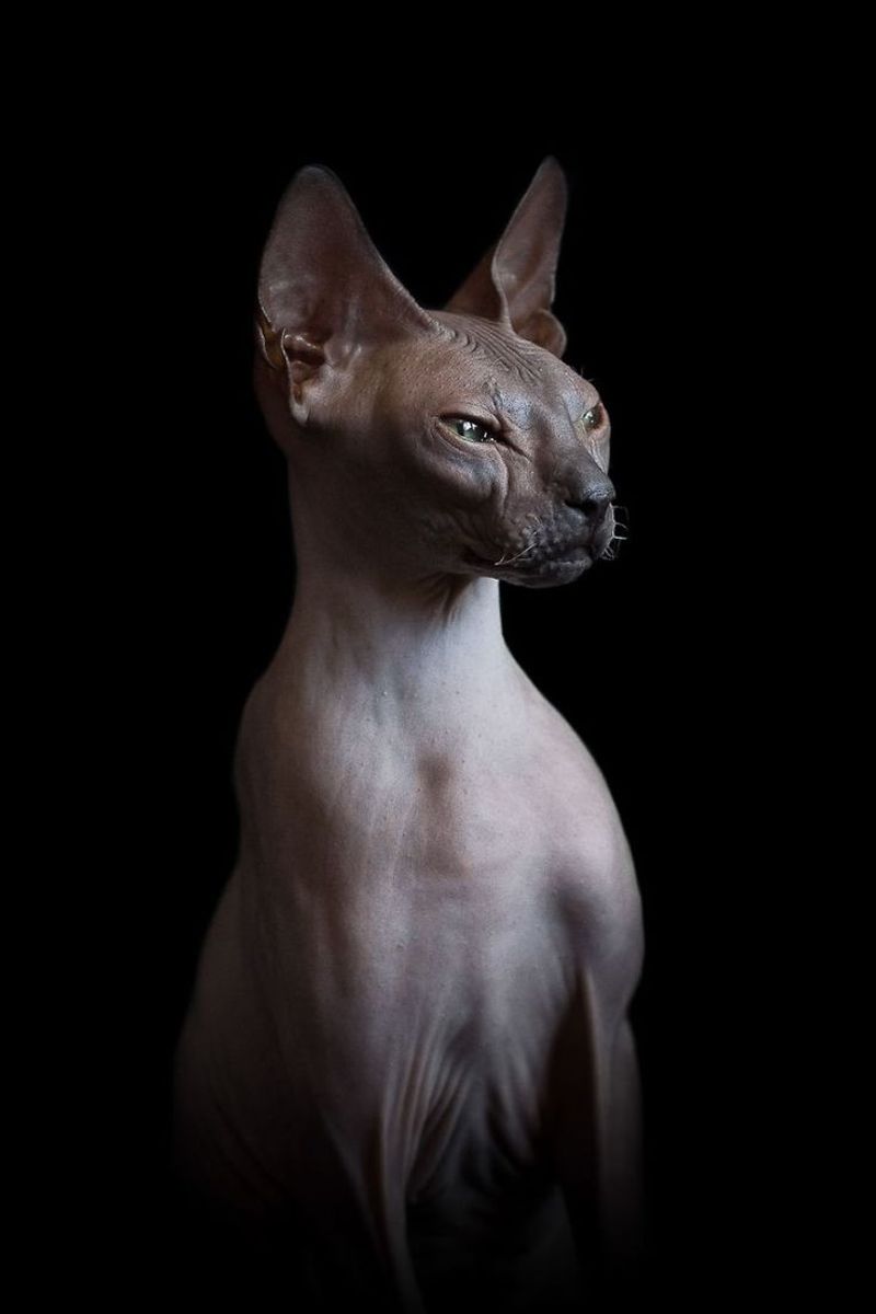 Sphynx