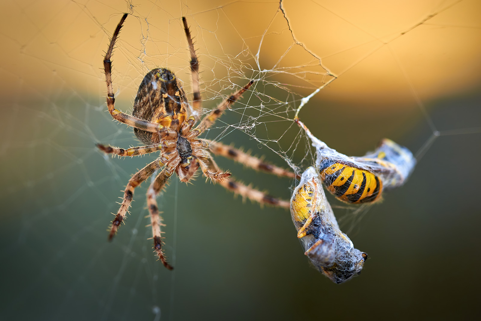 Spider and spider net