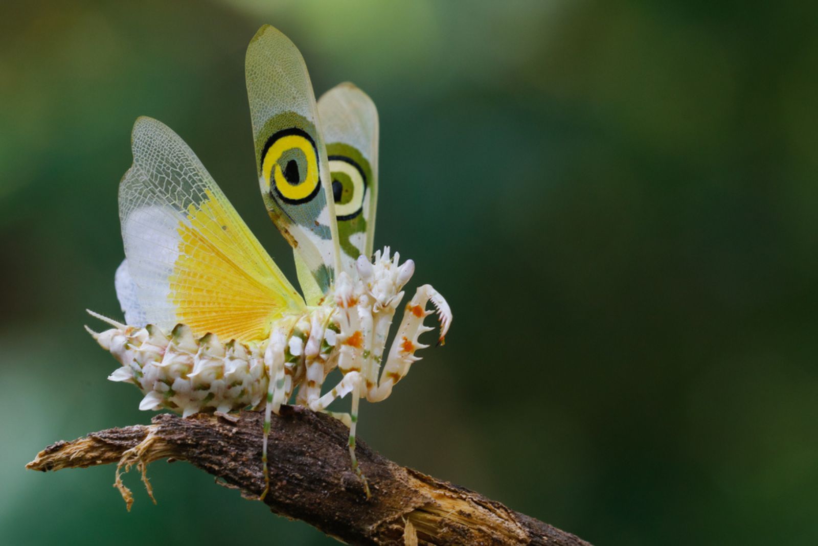 Spiny Flower Mantis