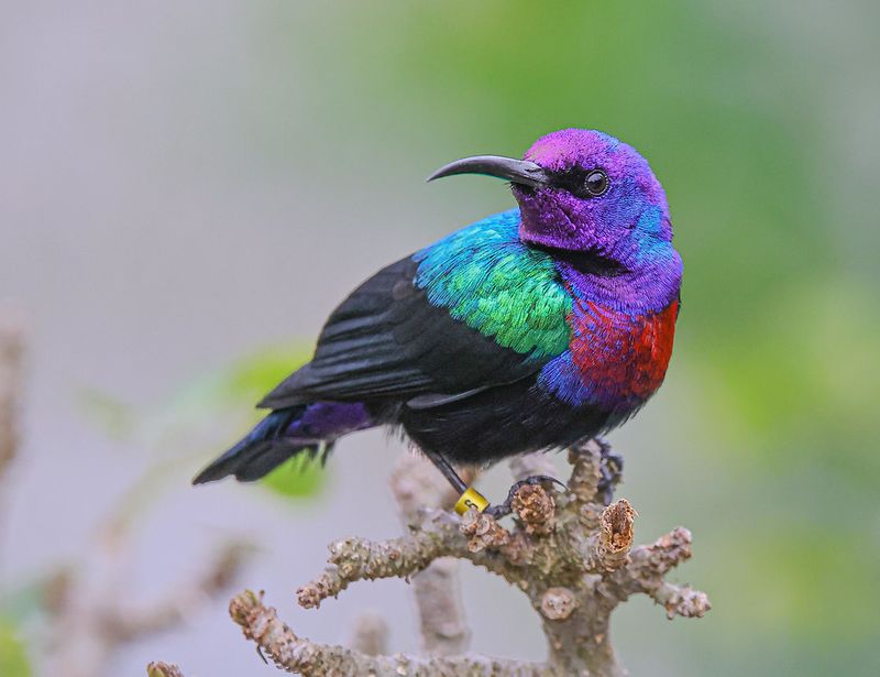 Splendid Sunbird