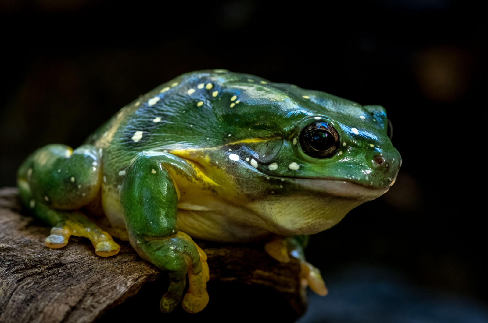 splendid tree frog