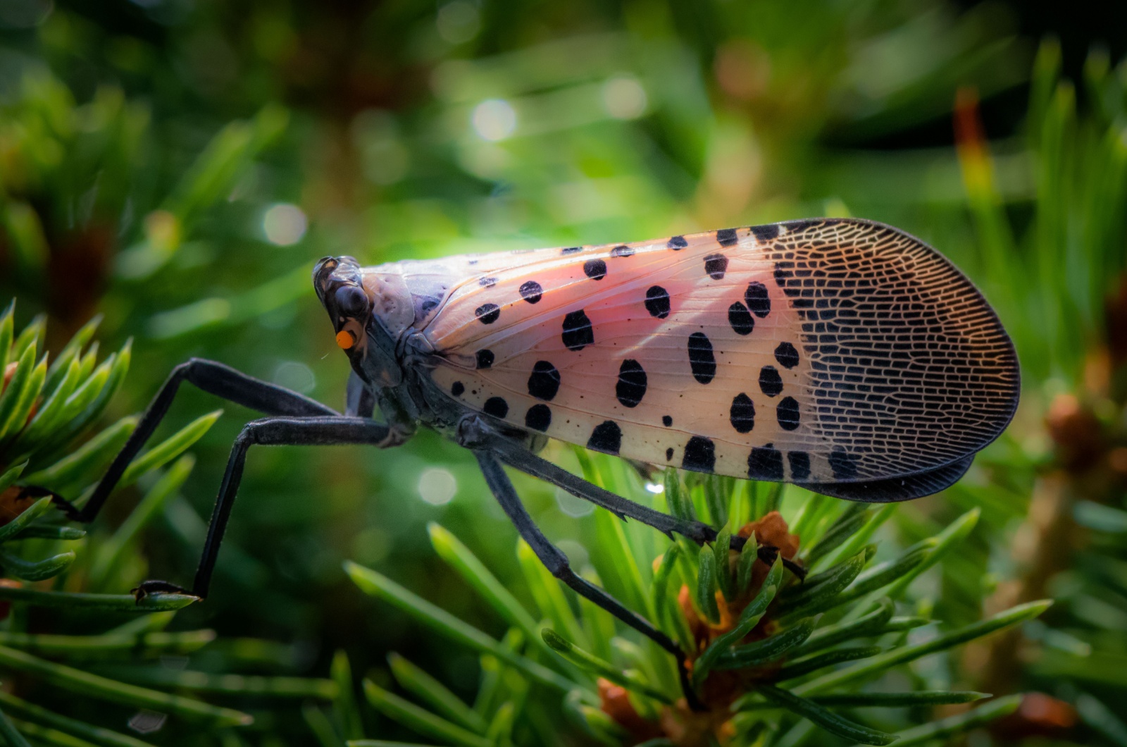 Spotted Lanternfly