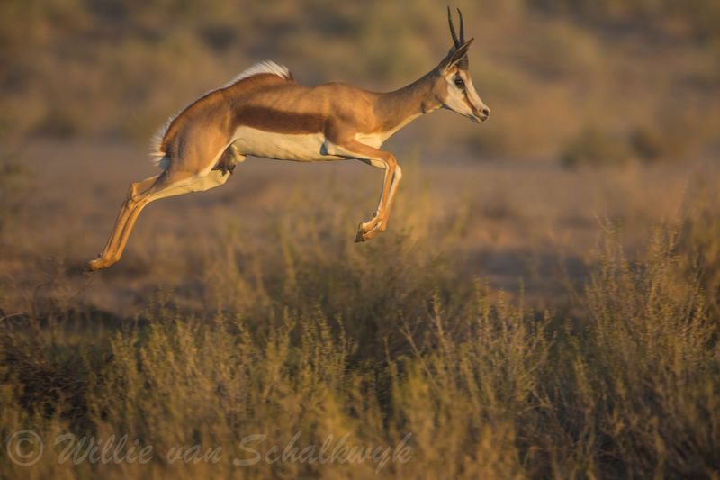 Springbok