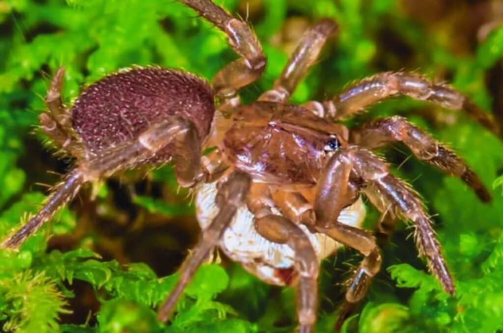 Spruce fir moss spider