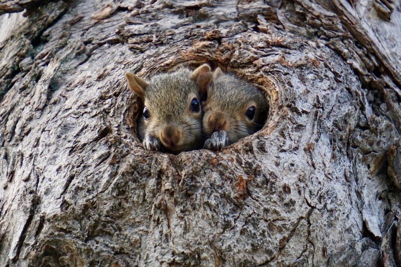 Squirrels