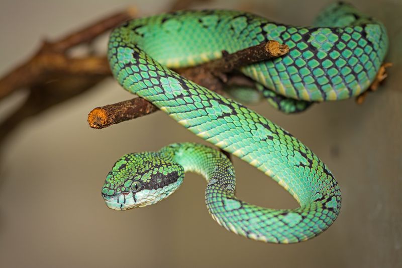 Sri Lankan Pit Viper