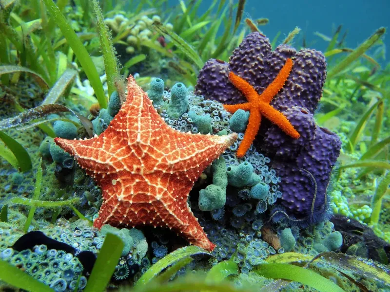 Starfish