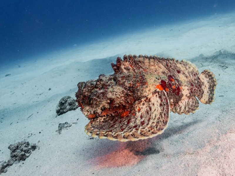 Stonefish