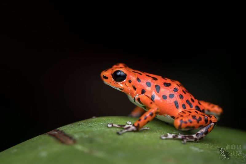 Strawberry Poison Dart Frog