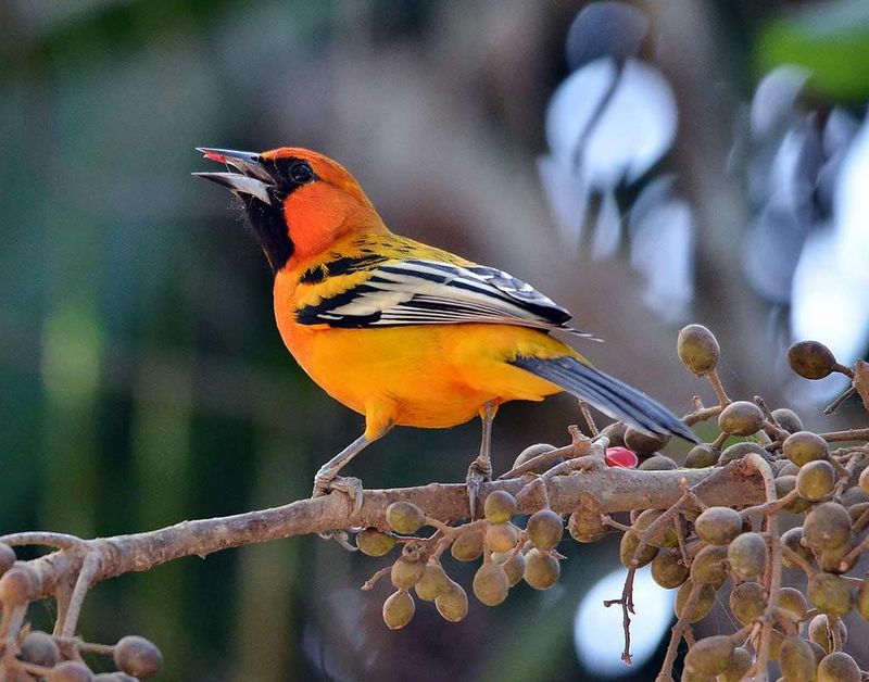 Streak-backed Oriole (Icterus pustulatus)