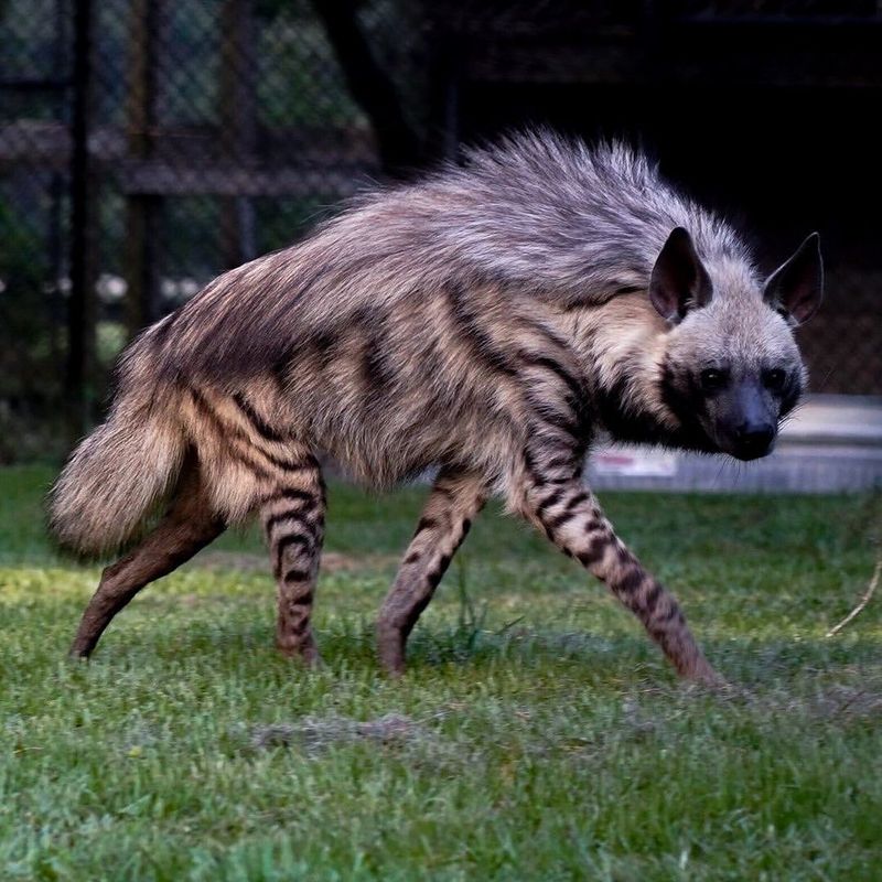 Striped Hyena