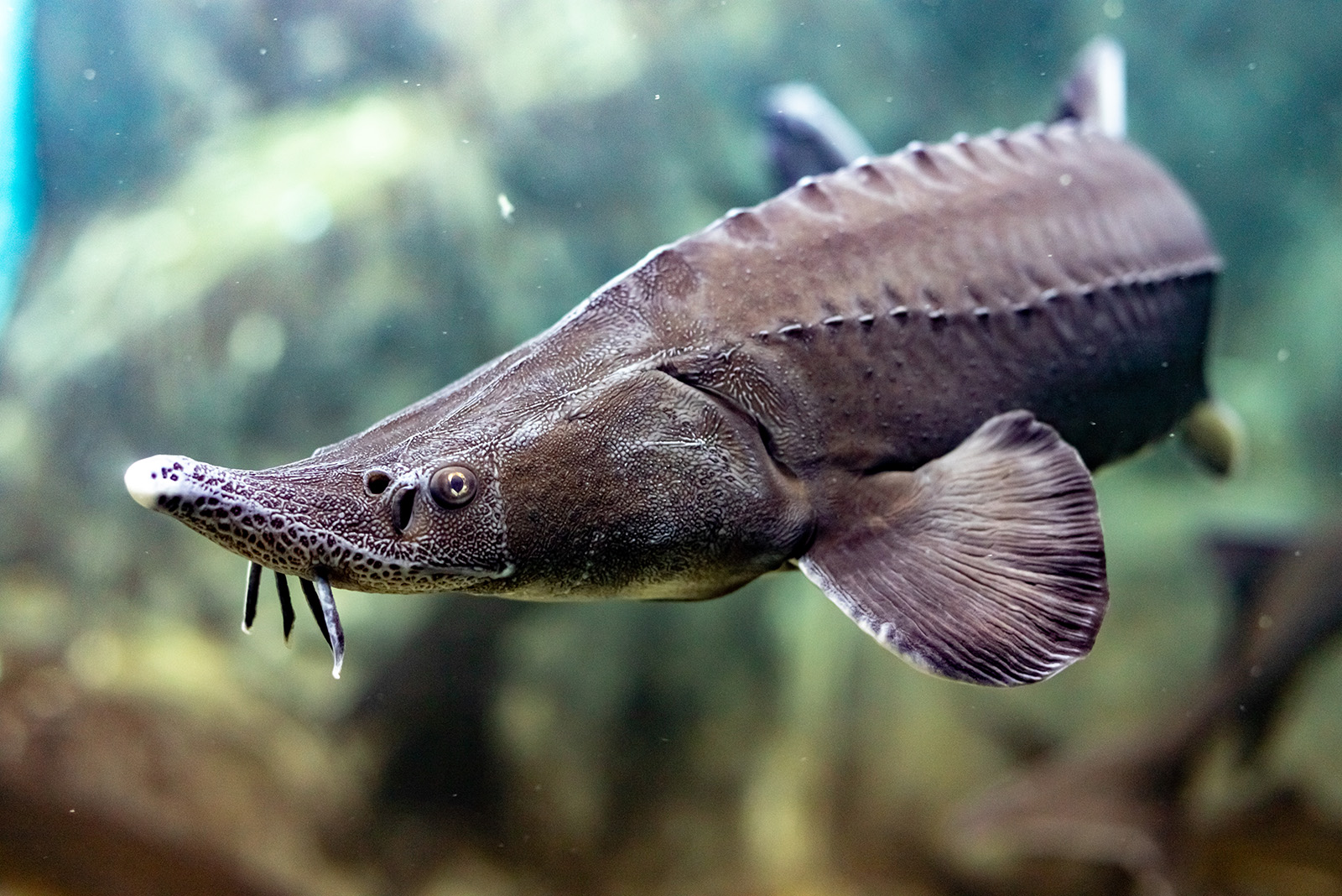 sturgeon