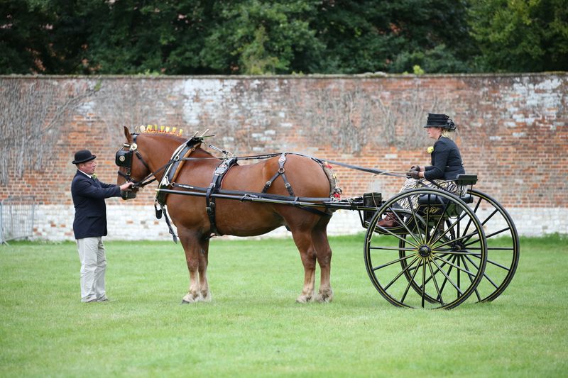 Suffolk Punch