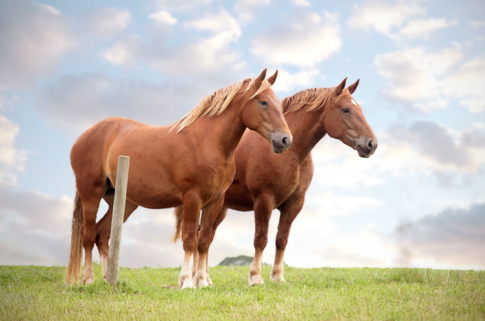 Suffolk Punch