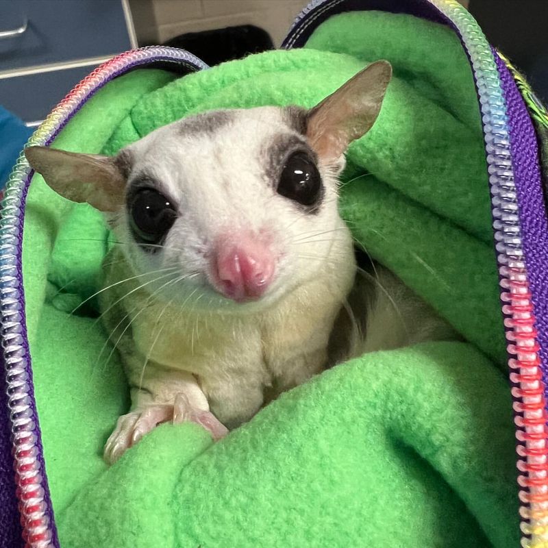 Sugar Glider