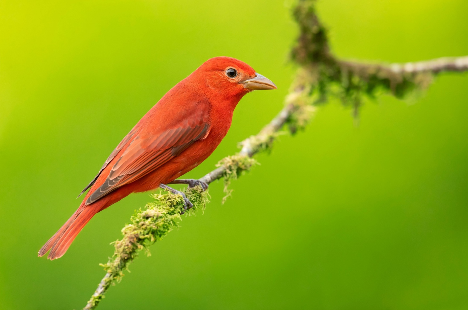 Summer Tanager